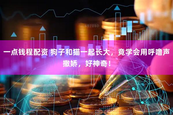 一点钱程配资 狗子和猫一起长大，竟学会用呼噜声撒娇，好神奇！